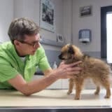 Site Internet NAC et Compagnie. nacetcompagnie.fr. Clinique Vétérinaire pour animaux de compagnie. Chiens, chats et NAC