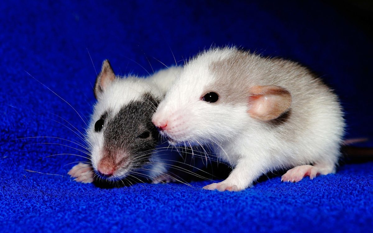 Rat-4-1200x751-1200x751.jpg