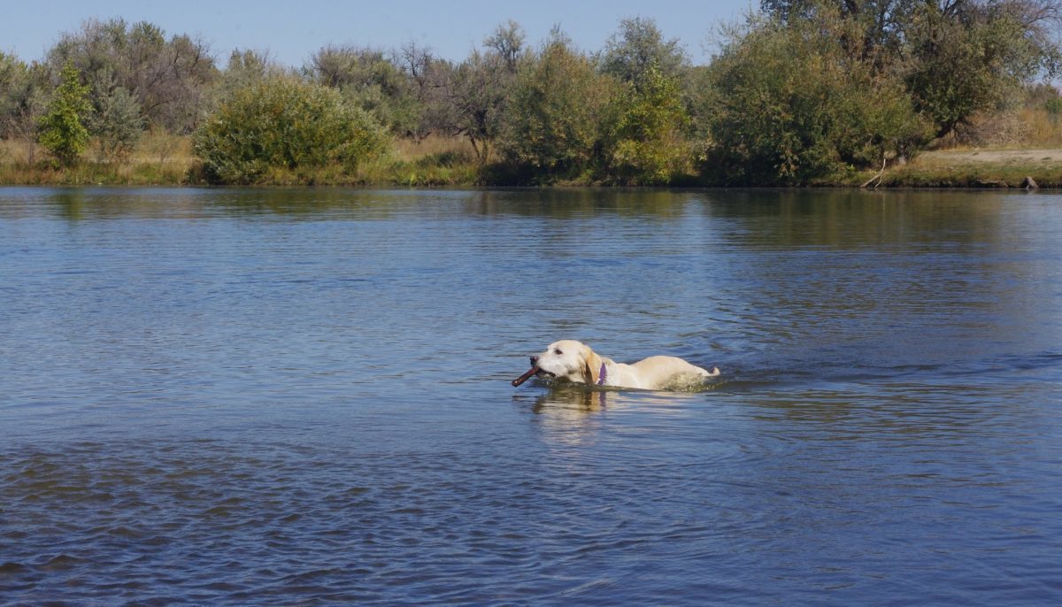 Vignette-chien-baignade-1200x686-1200x686.jpg