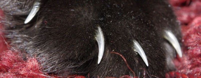 Griffes de chat