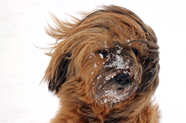 dog-626246_640.jpg
