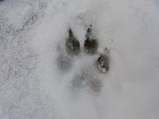 Les coussinets dans la neige