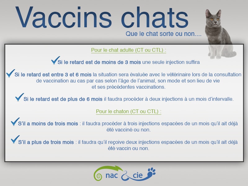 vaccins chats covid 19