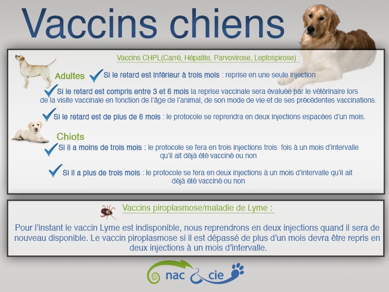 Vaccins-Chiens-2.jpg