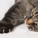 Maladie des griffes du chat