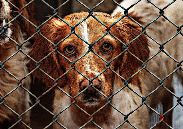 animal-welfare-1116205_640.jpg