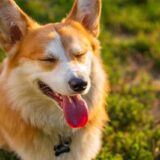 Chien qui halète