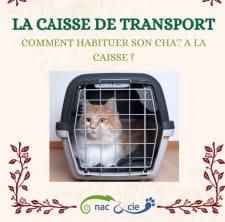 Caisse-de-transports.jpg