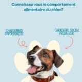 Comportement alimentaire chien