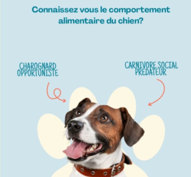 Comportement-alimentaire-chien.jpg