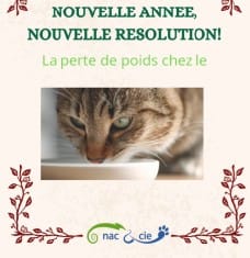 Perte-de-poids-chez-le-chat.jpg
