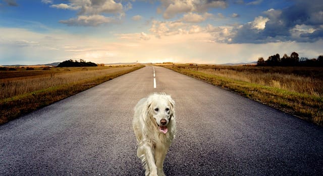 chien-blanc-route-abandonne-perdu.jpg.jpg