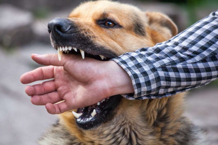 morsure-chien-main-humain-agression-conduite-tenir-veterinaire.jpg