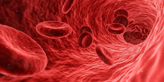 globules-rouges-anemie-chat-chien-illustration-veterinaire.jpg